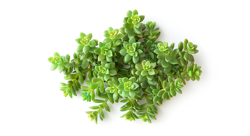 Club Player - restaurant NICE